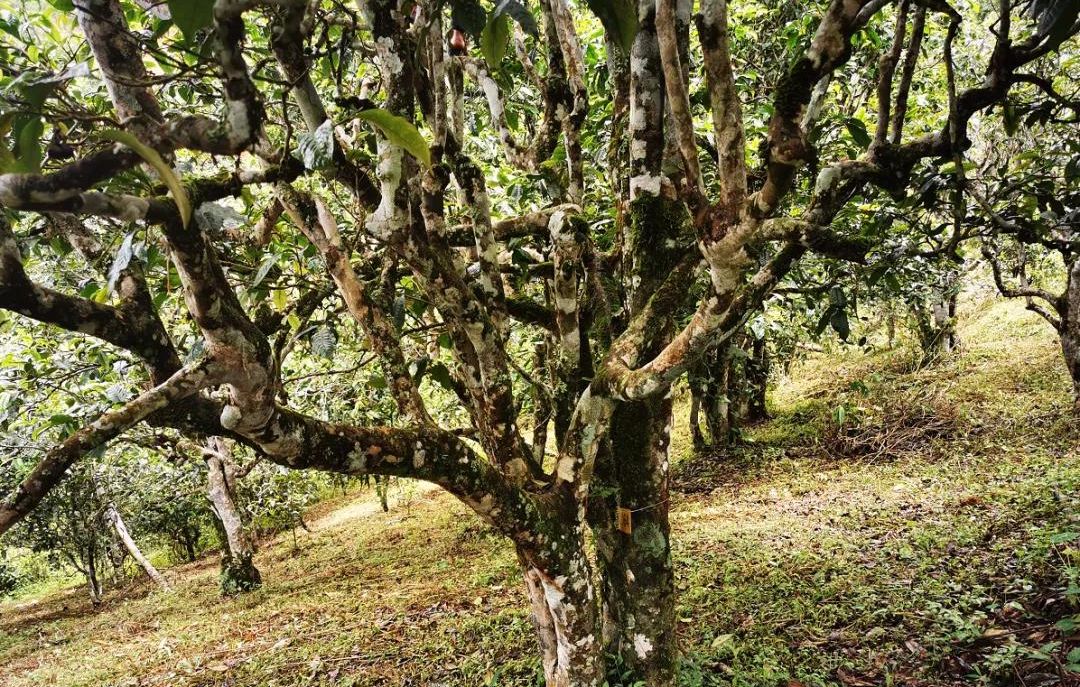 2022年落水洞古樹(shù)春茶價(jià)格？