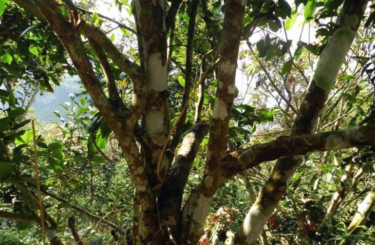 2022年大漆樹(shù)古樹(shù)春茶特點(diǎn)？