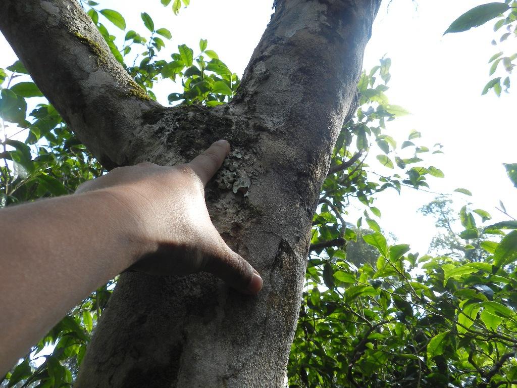 2022年大漆樹古樹春茶口感？