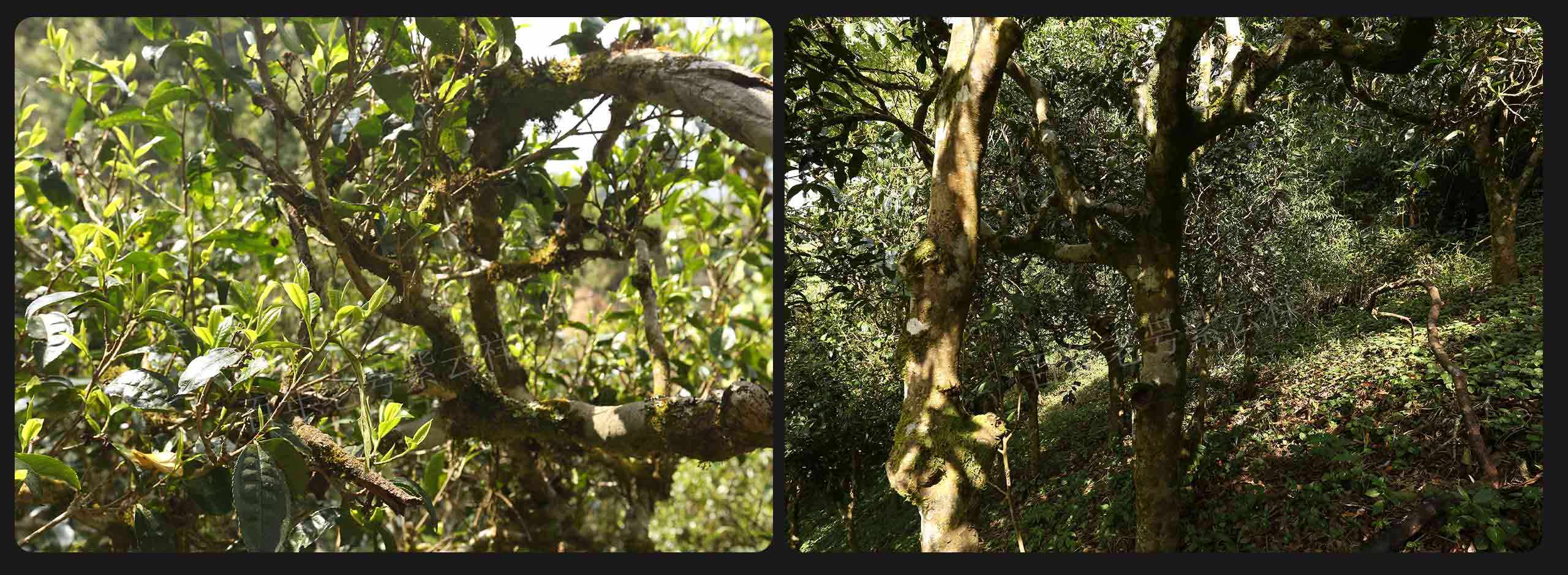 2022年大漆樹古樹春茶價(jià)格？