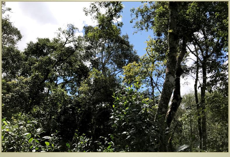 2022年大漆樹古樹春茶丨你壓根就喝不到的喉韻，它就有