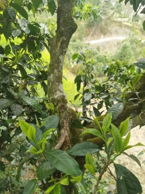 2022年彎弓古樹(shù)春茶特點(diǎn)？