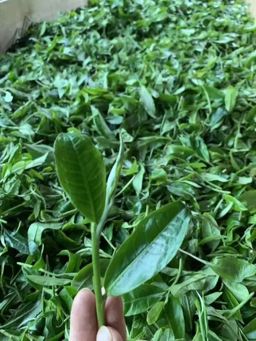 2022年彎弓古樹春茶口感？