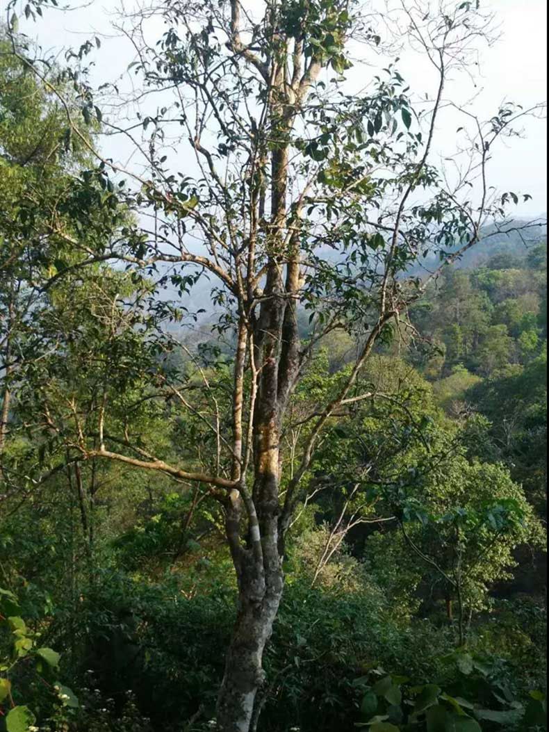 2022年彎弓古樹春茶多少錢一公斤？