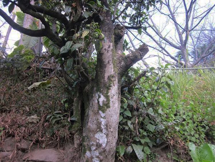 2022年白茶園古樹春茶特點？