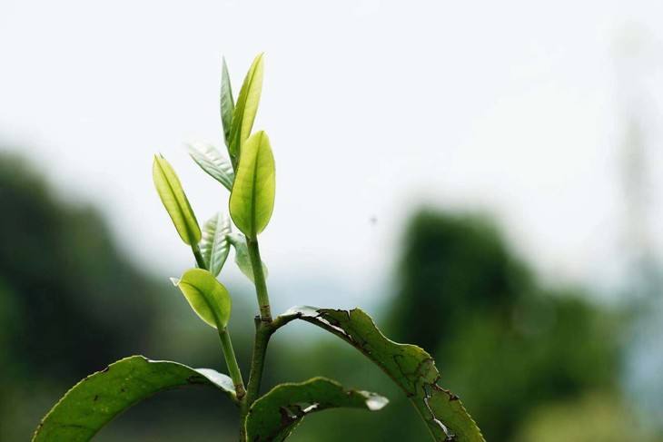 2022年白茶園古樹春茶品鑒！