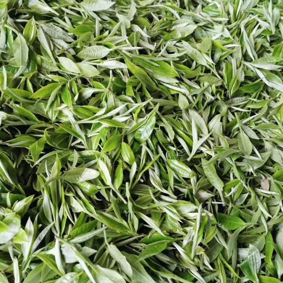 2022年白茶園古樹(shù)春茶多少錢(qián)一公斤？