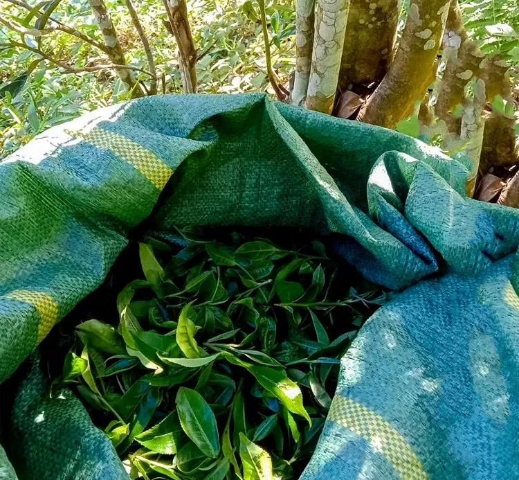 2022年鳳凰窩古樹(shù)春茶口感？