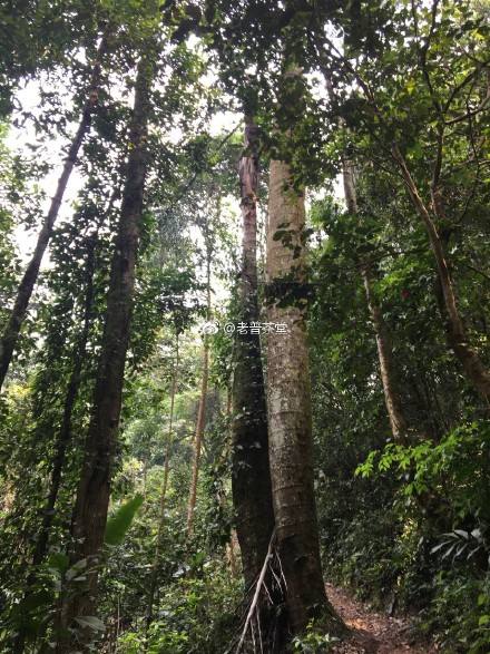 2022年刮風寨茶王樹古樹春茶特點？