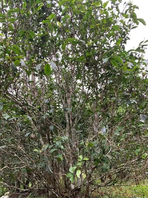 2022年刮風(fēng)寨茶王茶古樹春茶口感？