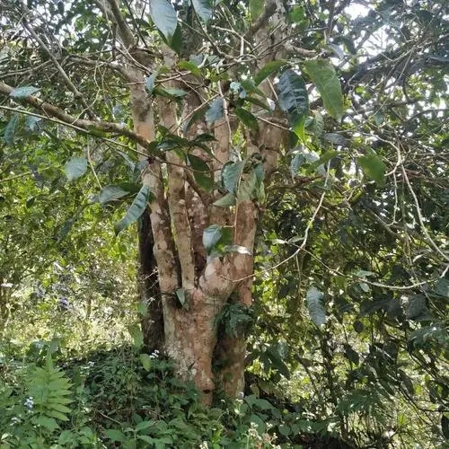 2022年刮風(fēng)寨茶王樹古樹春茶價格？