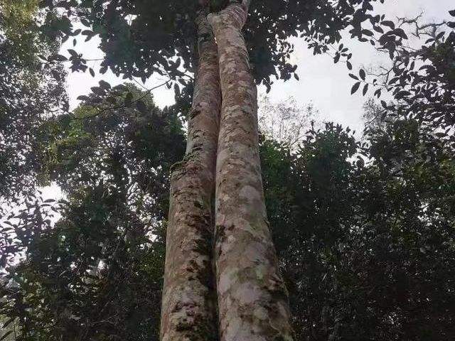 2022年冷水河古樹春茶口感？