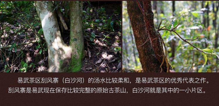 2022年白沙河古樹春茶口感？