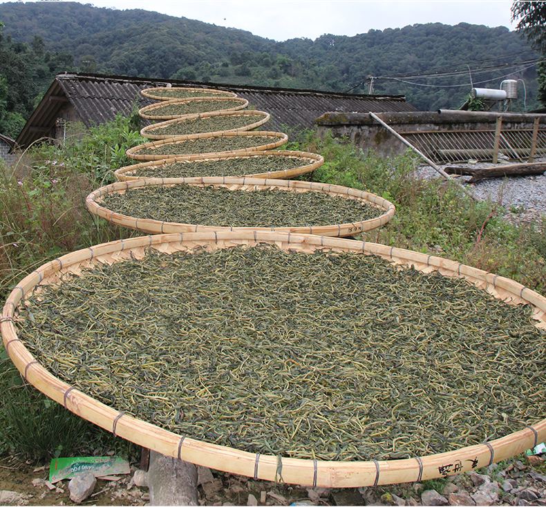 2022年白沙河古樹(shù)春茶價(jià)格?