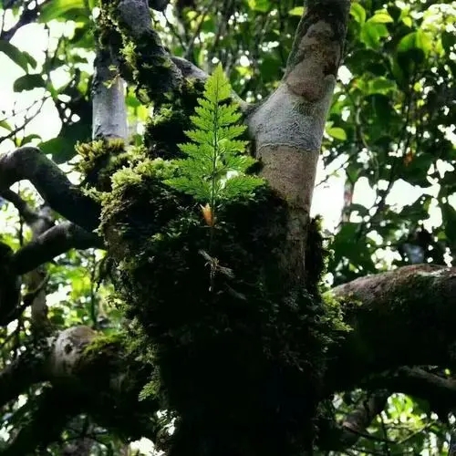 2022年黑水梁子古樹(shù)春茶價(jià)格？