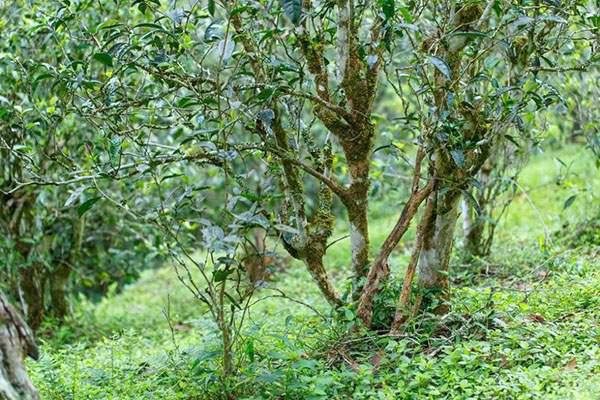 2022年刮風(fēng)寨茶坪古樹(shù)春茶口感？