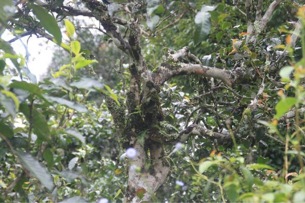 2022年茶氣狂野，香柔蜜韻的刮風(fēng)寨茶坪古樹(shù)茶