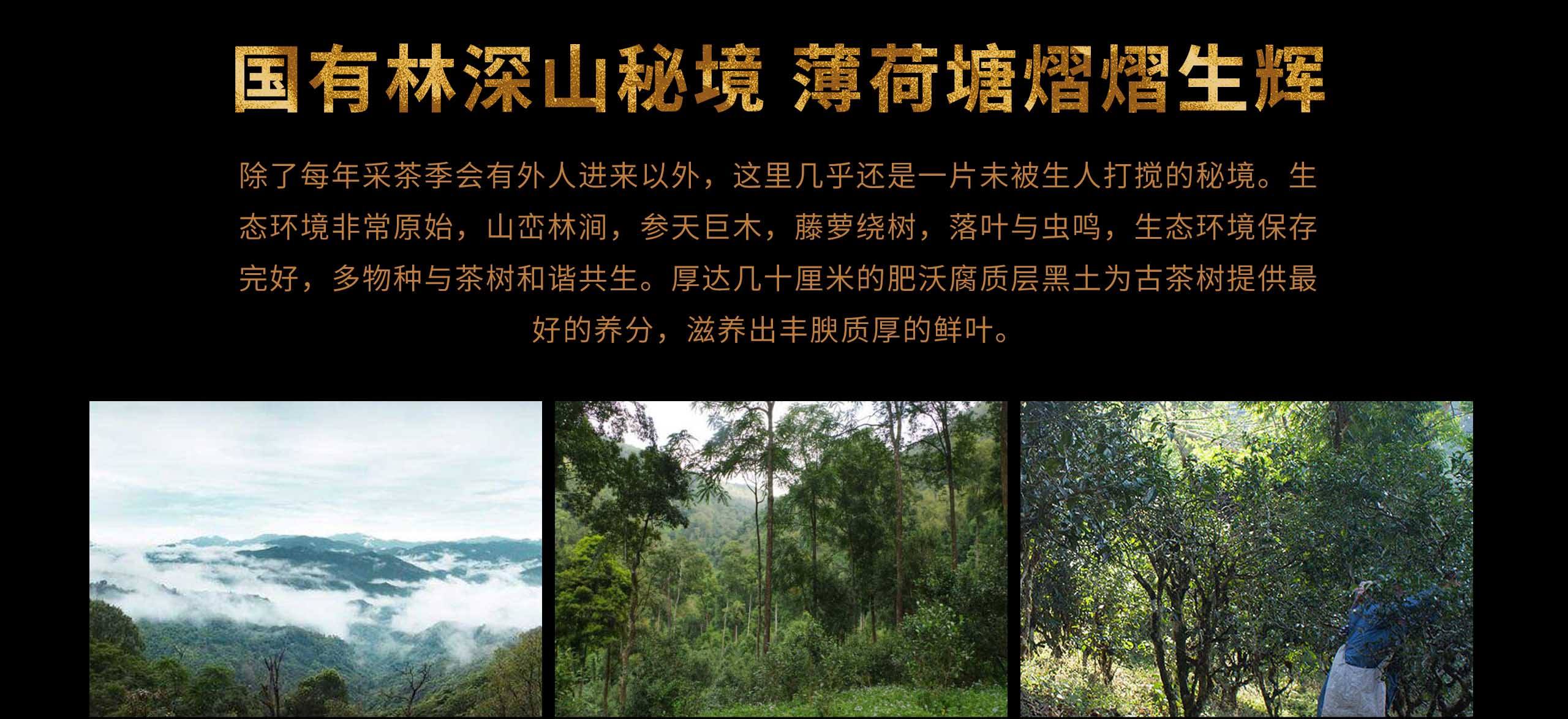 2022年薄荷塘古樹(shù)春茶特點(diǎn)？