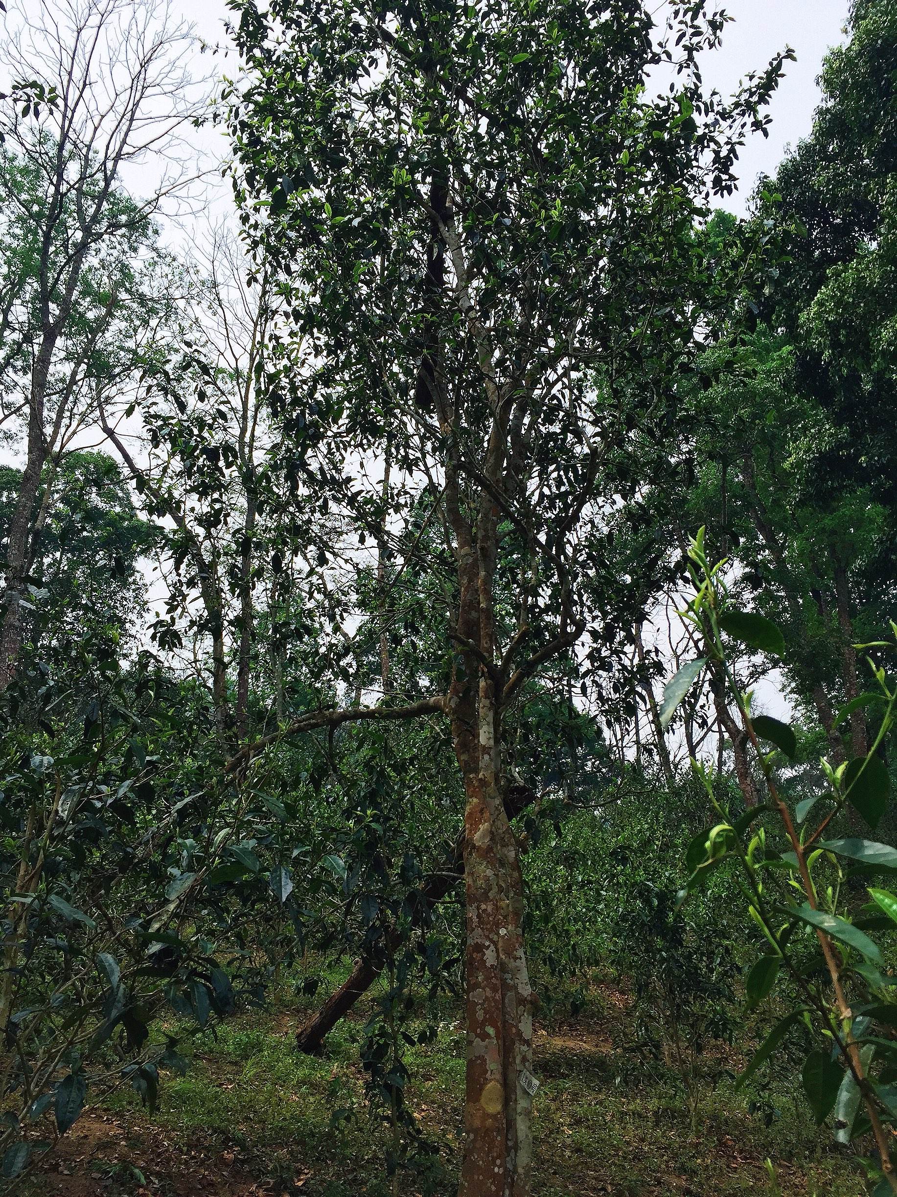 2022年薄荷塘古樹春茶:茶行業(yè)的金字招牌