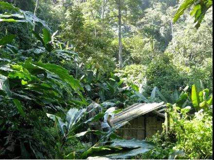 2022年薄荷塘古樹春茶多少錢一公斤？