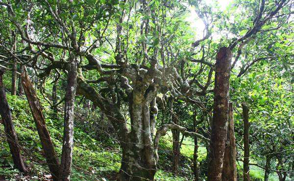 2022年多依樹古樹春茶口感？