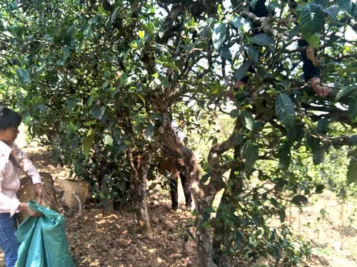 2022年易武張家灣古樹春茶特點？