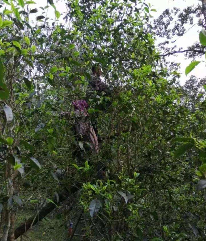 2022年一扇磨古樹春茶特點？