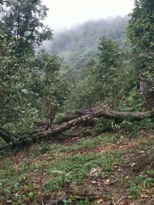 2022年一扇磨古樹春茶價格？