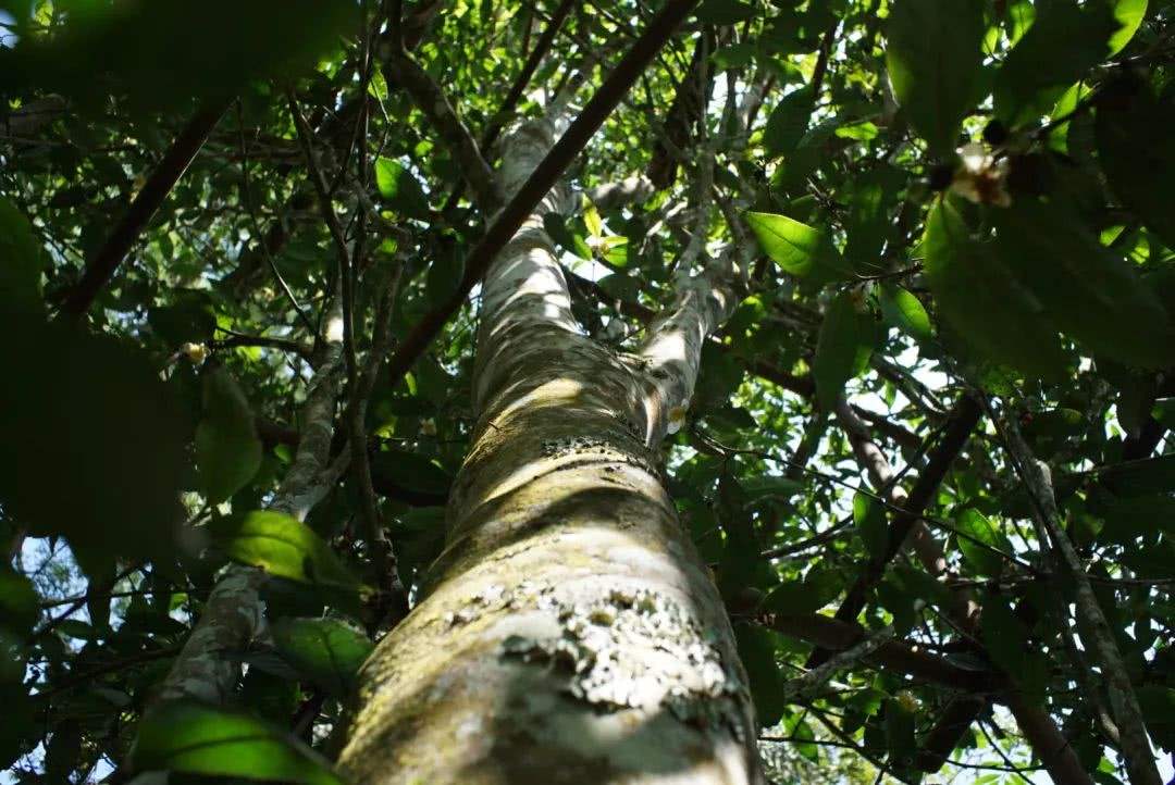 2022年香椿林古樹(shù)春茶口感？