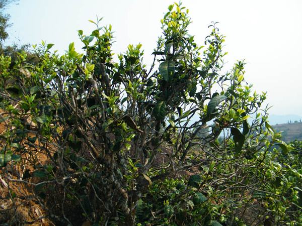 2022年香椿林古樹春茶價格？