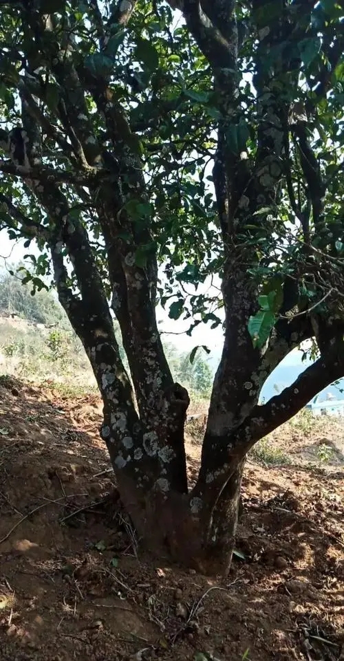 2022年香椿林古樹春茶多少錢一公斤？