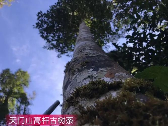 2022年天門山古樹春茶特點(diǎn)？