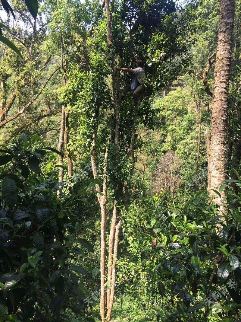 2022年天門山古樹春茶口感？