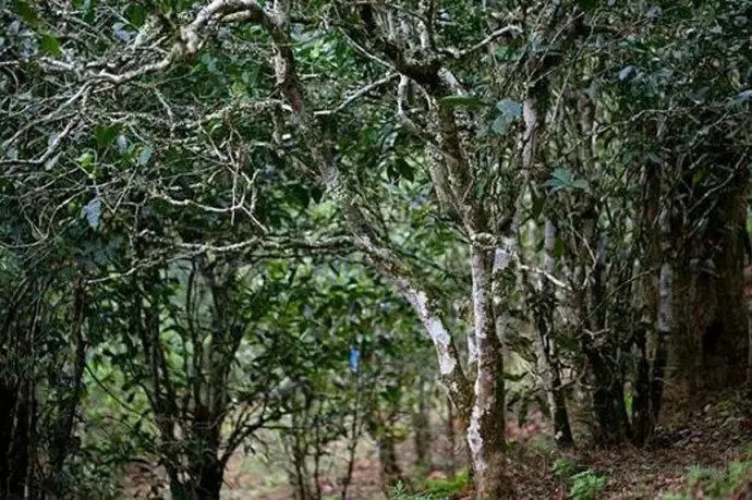 2022年高山寨古樹春茶特點？