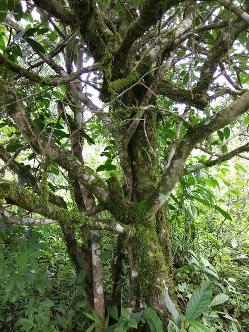 2022年高山寨古樹春茶口感？