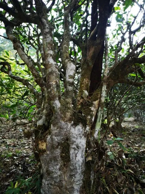 2022年高山寨古樹春茶價格？