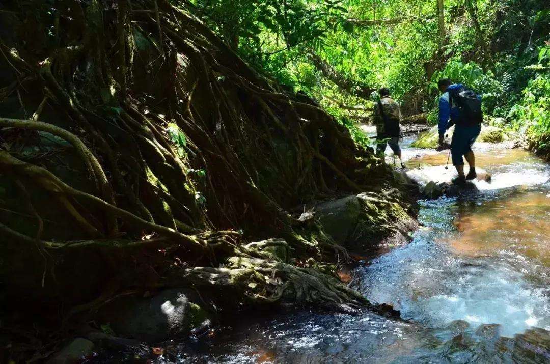 2022年銅箐河古樹(shù)春茶價(jià)格？