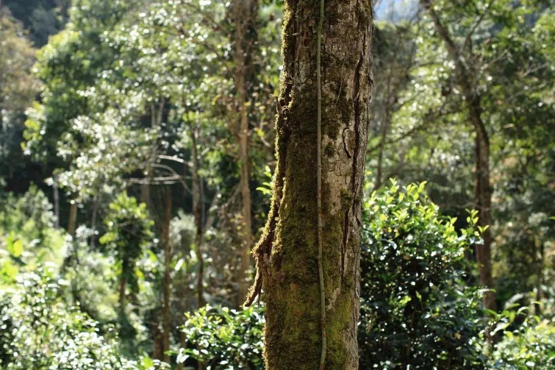 2022年百花潭古樹春茶口感？