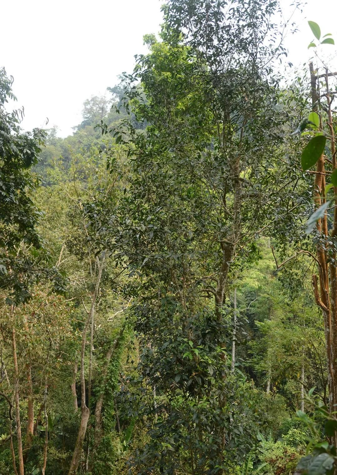 2022年百花潭古樹春茶價格？