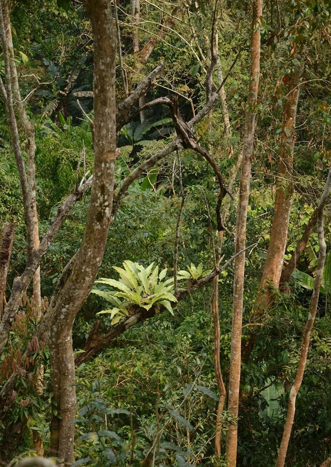 2022年百花潭古樹春茶多少錢一公斤？