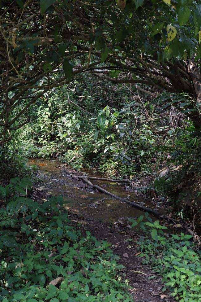 2022年蟒蛇箐古樹春茶特點？