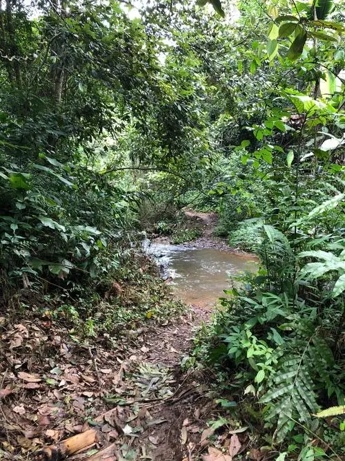 2022年蟒蛇箐古樹春茶價格？