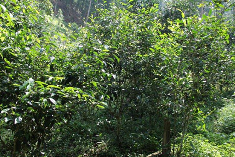 2022年倚邦曼拱古樹(shù)春茶價(jià)格？