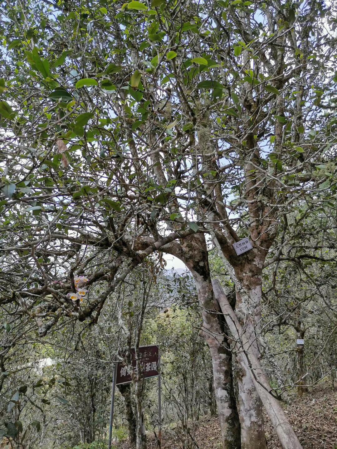 2022年大黑樹(shù)林古樹(shù)春茶特點(diǎn)？