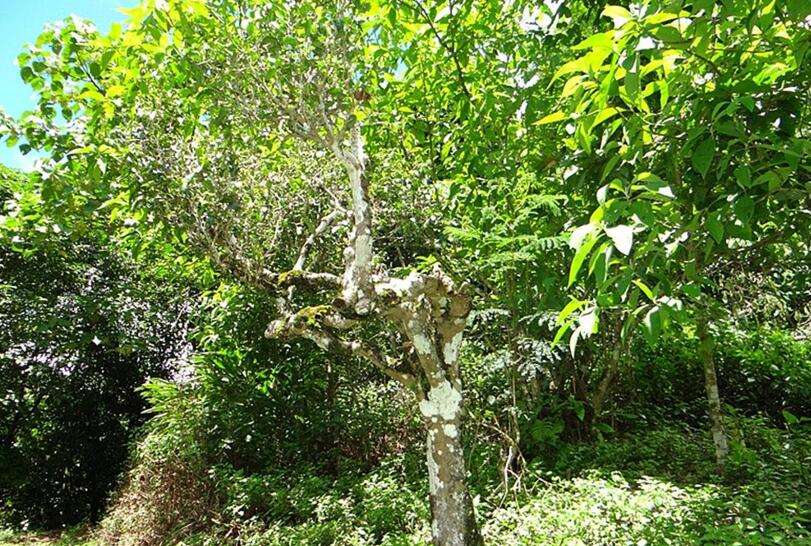 2022年大黑樹林古樹春茶價格？