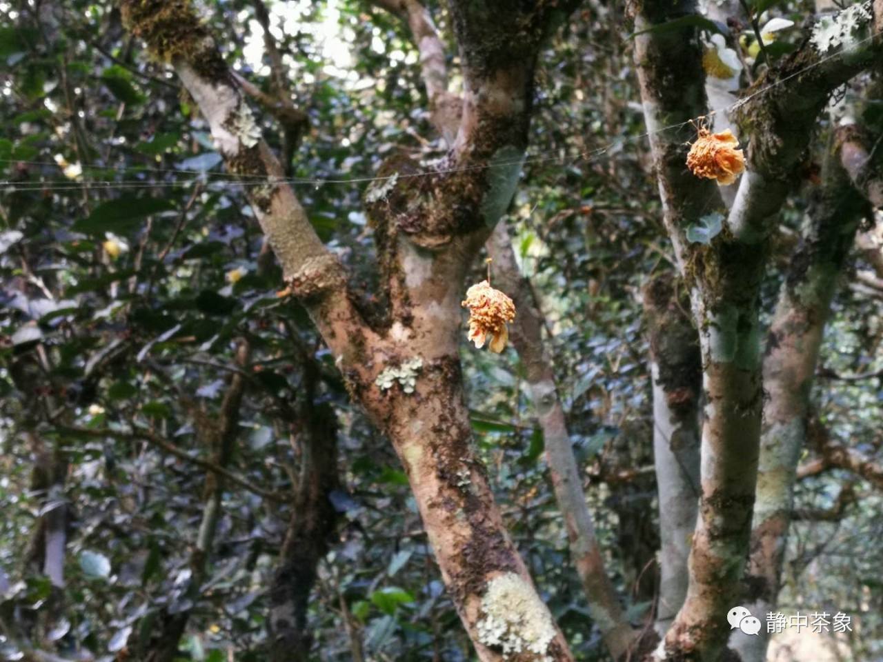 2022年大黑森林古樹春茶多少錢一公斤？