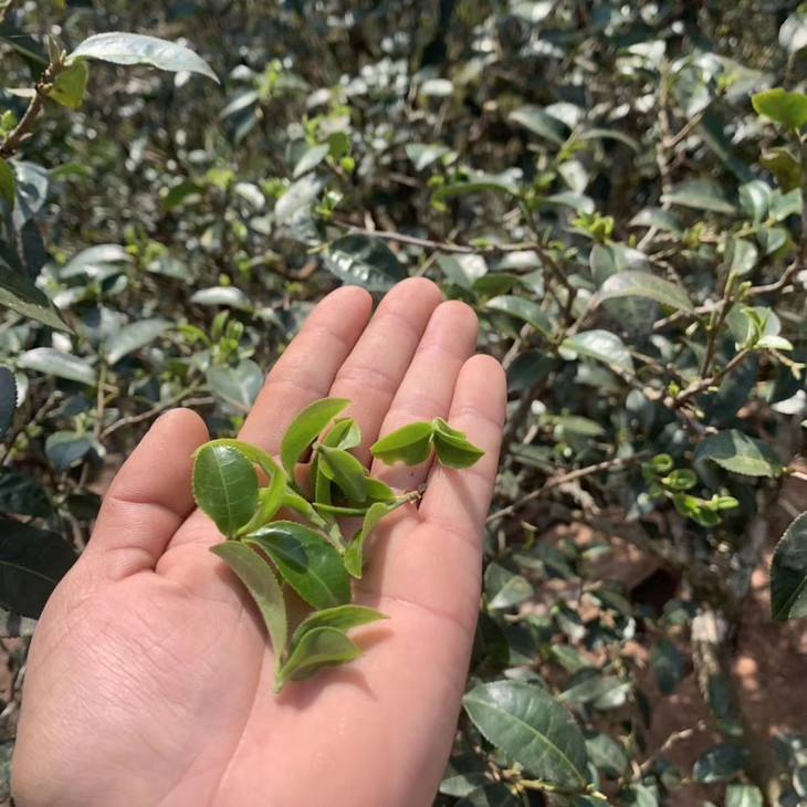 2022年倚邦貓耳朵古樹春茶口感？