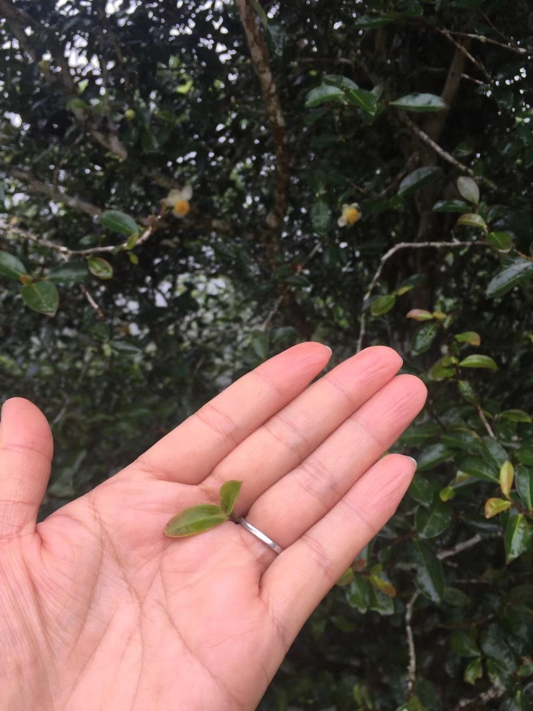 2022年倚邦貓耳朵古樹(shù)春茶價(jià)格？