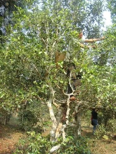 2022年蠻磚古樹春茶價格？