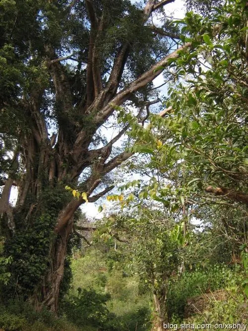 2022年蠻磚古樹春茶多少錢一公斤？